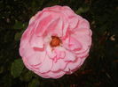 Rose Louise Odier (2014, June 22)