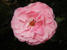 Rose Louise Odier (2014, June 23)
