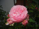 Rose Louise Odier (2014, June 23)