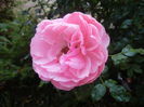 Rose Louise Odier (2014, June 23)