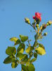 Rose Blaze Superior (2014, June 27)