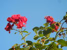 Rose Blaze Superior (2014, June 27)