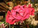 Rose Blaze Superior (2014, June 27)