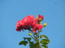 Rose Blaze Superior (2014, July 01)