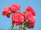 Rose Blaze Superior (2014, July 01)
