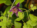 DSCN0166 Ileanap clematita