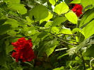 DSCN0178