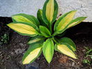 hosta albopicta