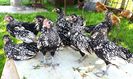 IMG_20140609_065108