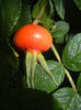 Rosa rugosa, hips (2014, June 27)