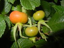 Rosa rugosa, hips (2014, June 27)