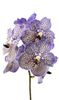 Vanda Moonlight Blue