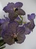 Vanda Moonlight Blue