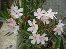 ultimele flori in 2014 (7)