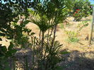 Bamboo palm