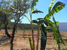 bananieri