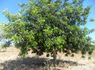 Ceratonia siliqua