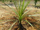 cordyline indivisa