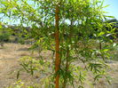 Phyllostachys vivax aureosulcata