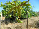 Macadamia -nucile