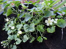 Momordica Cymbalaria