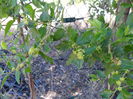 Jujube- fructe