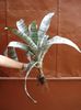 pui mari de aechmea (1)