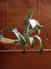 pui mari de aechmea (2)