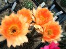 DSC07000