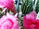 DSC07002