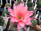 DSC07306