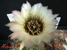 DSC07329