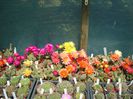 DSC07335