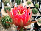 DSC07351