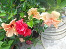 DSCN6596