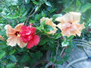DSCN6597
