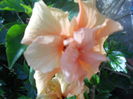 DSCN6598