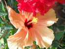 DSCN6599