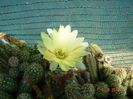 DSC07529
