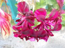 DSCN6603