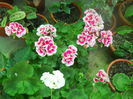 DSCN6605
