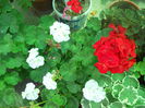 DSCN6606