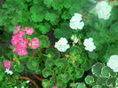 DSCN6607