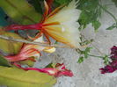 DSCN6674