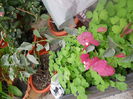 DSCN6675