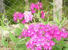 DSCN6695