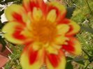 DSCN6699
