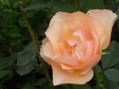DSCN6694