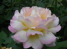 DSCN6698
