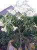 20140709_203456 - Copie - Copie